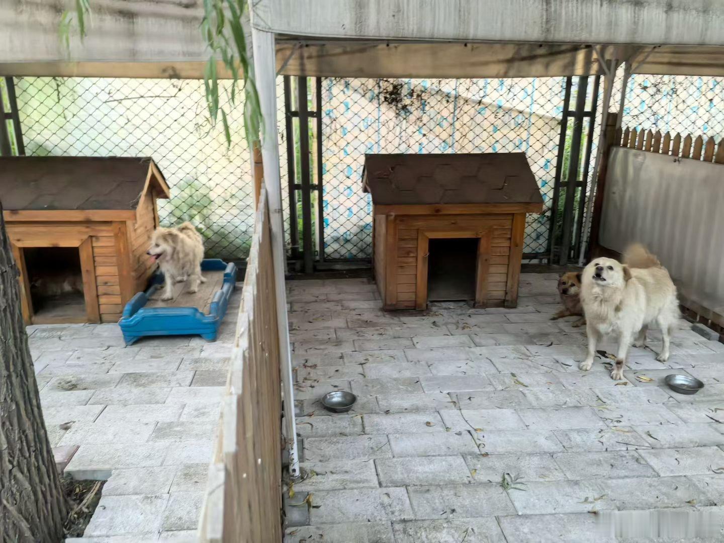 小熊，大宝屋完工明天跳跳屋，还剩下5间狗舍了继续加油