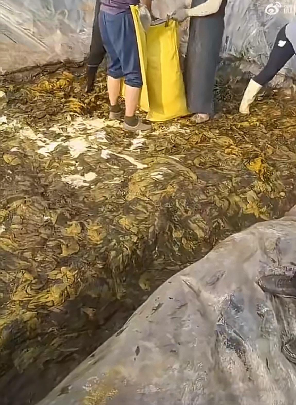 老坛酸菜 脚踩就问是之前的新闻还是最近的新闻？如果是之前的就无所谓新发生的就是作