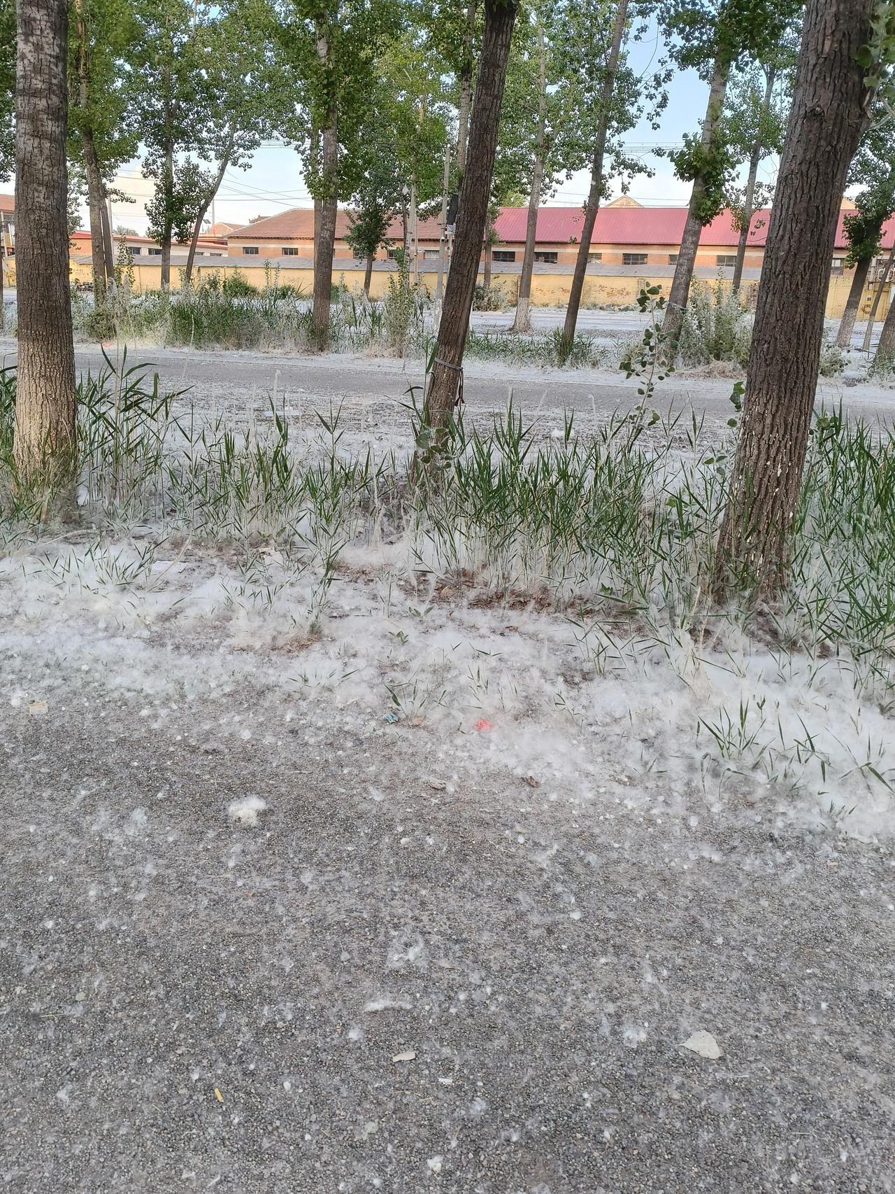 最近一段时间以来，想必北方的朋友应该被杨树折磨的没脾气吧？
今天我们来聊聊杨树，
