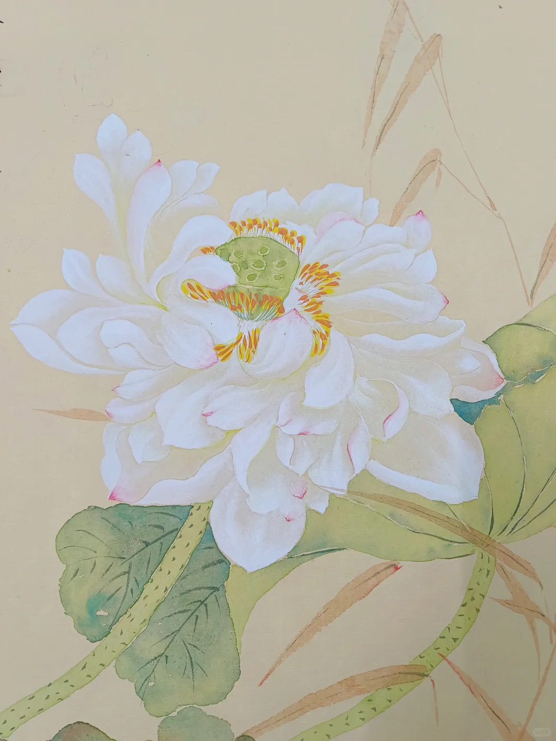 没骨画‖荷净纳凉时