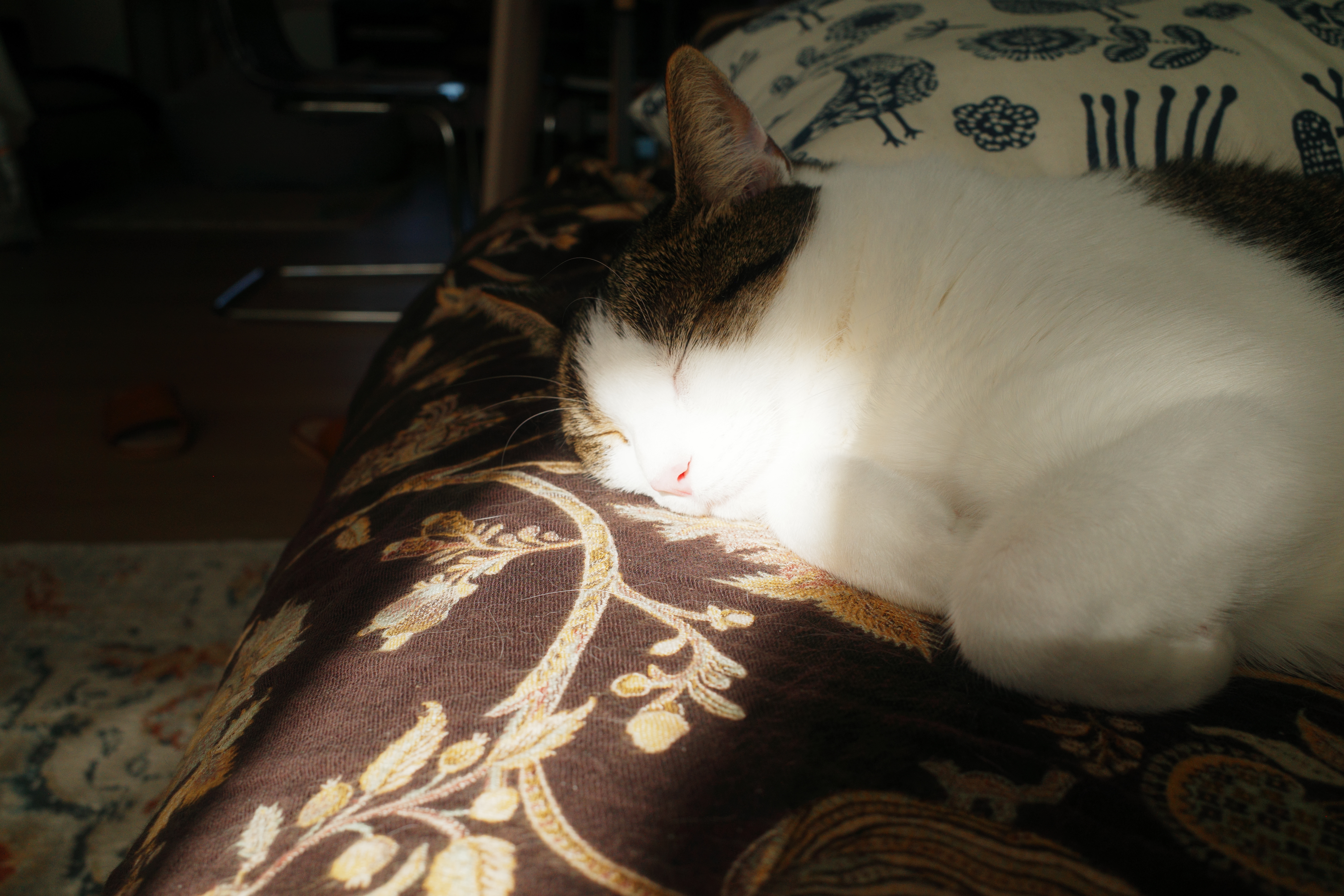 养猫真的会改变一个人，自从养猫之后我也变得越来越像我的猫，每天追求吃饱喝足，伸展