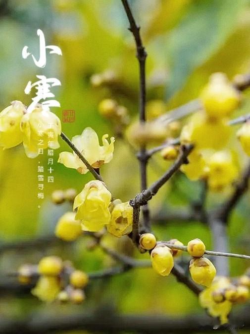 今日小寒。

       “小寒惟有梅花饺，未见梢头春一枝”此时节公园里的梅花
