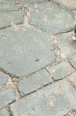 如果我说一只猫咪被一只蜜蜂来了个过肩摔，恐怕打死你都不会信。请看下面的视频，猫咪