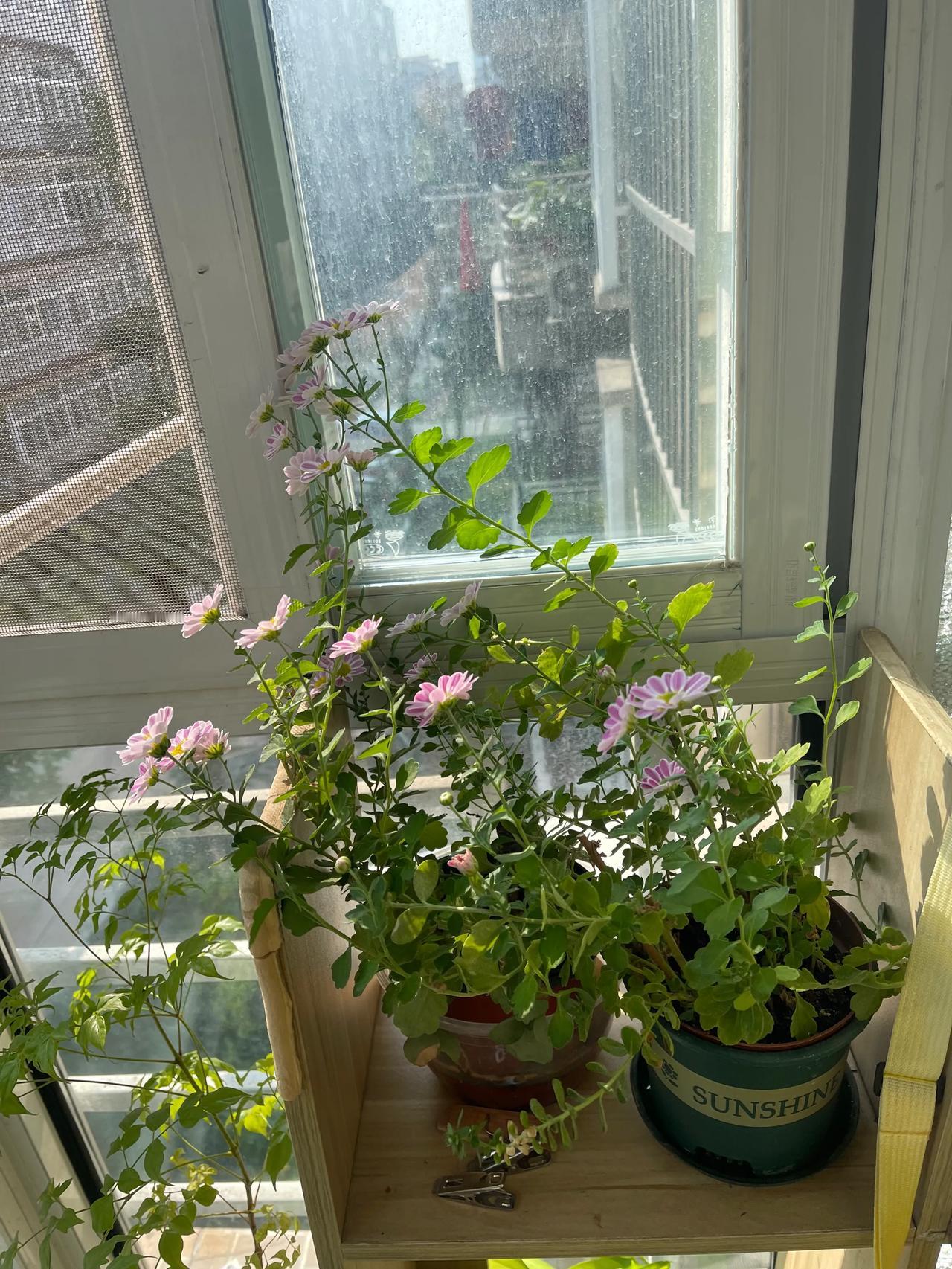 窗台上的花，是妻子的小浪漫

窗台上的花盛开了，一朵比一朵艳丽，看得人心里暖洋洋