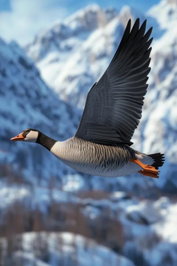 大雁迁徙数千公里，为何不会累垮？了解后不得不佩服它们的智慧。
大雁南飞，动辄飞行