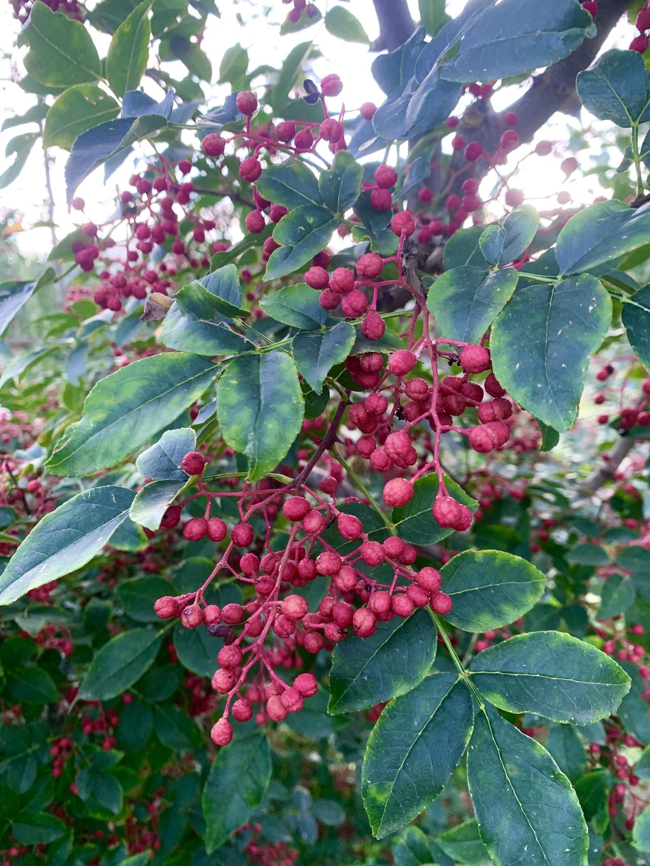 一棵树结什么果实，树种很重要。一棵树的回答生命力 这花椒结的真多，根本摘不完 花