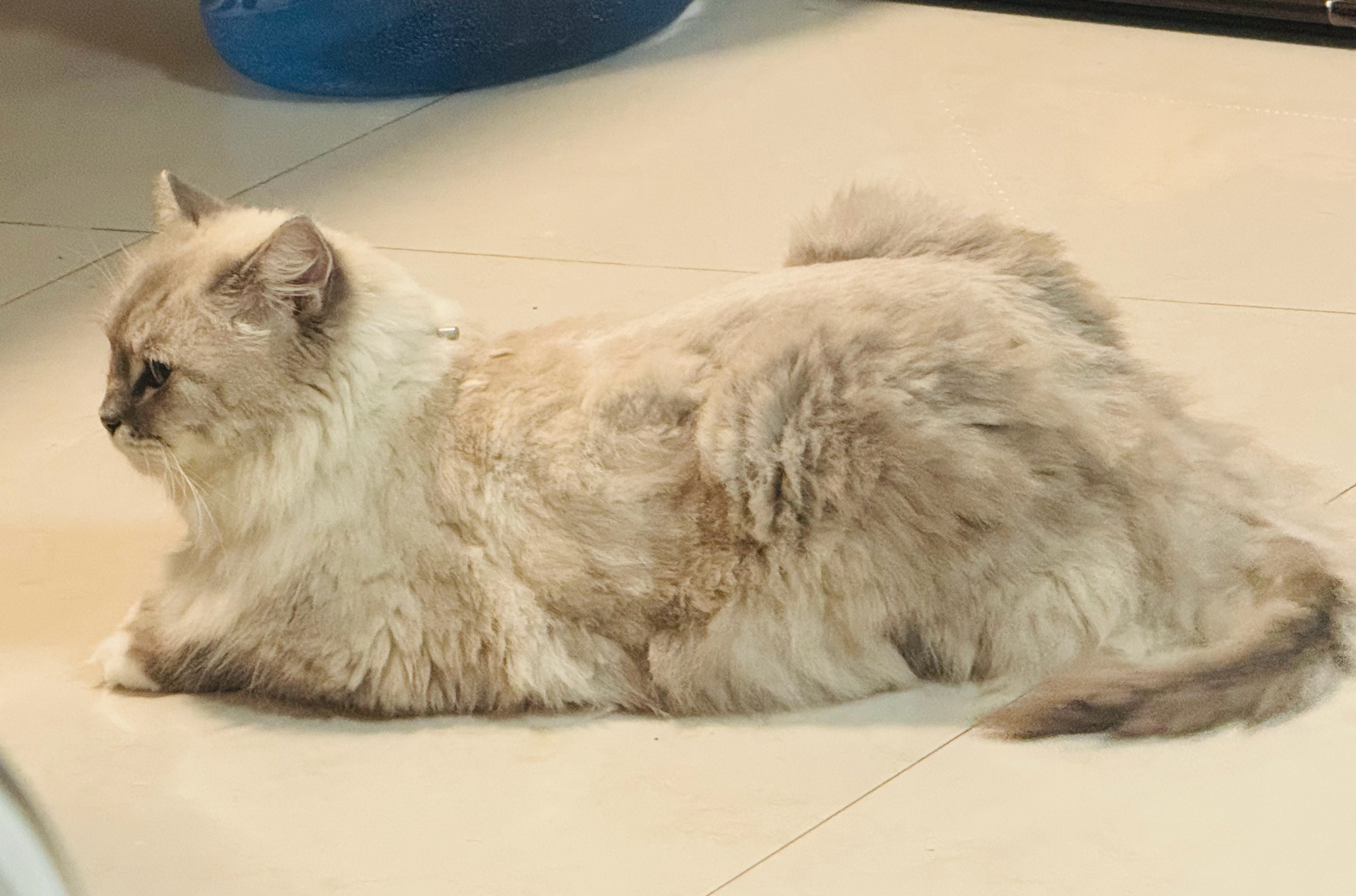 刚给我爸剃完头，又给猫剃完毛……给人剃头容易，给猫剃毛太费劲了。剃完也不美貌。 