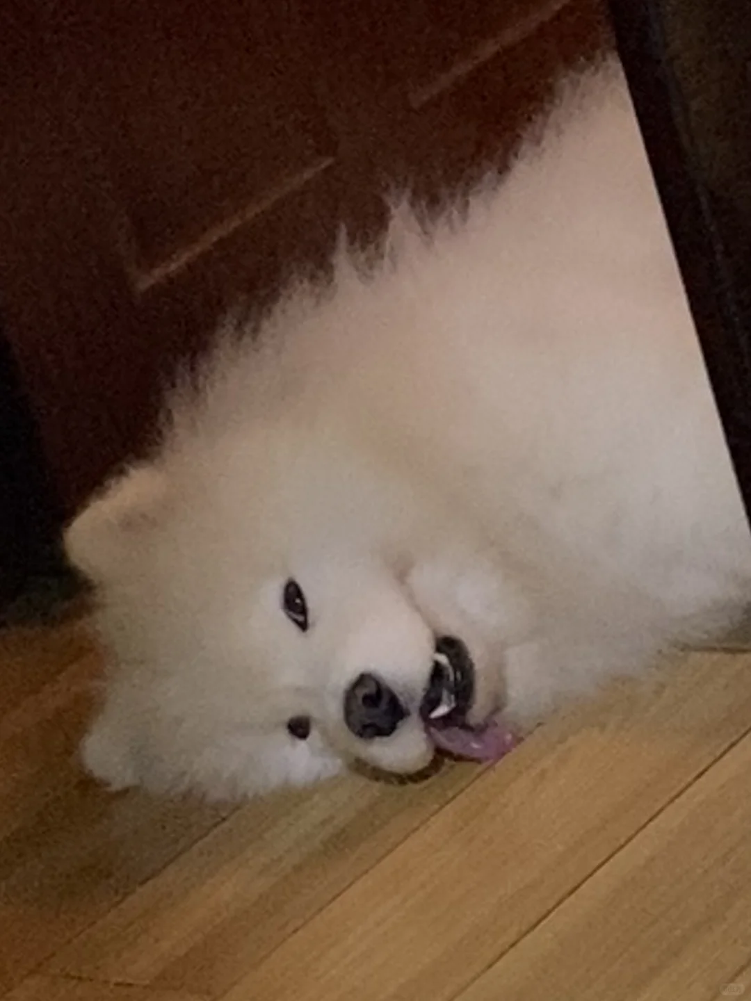 拜托 我拉屎就不要这样看着我了好啵
