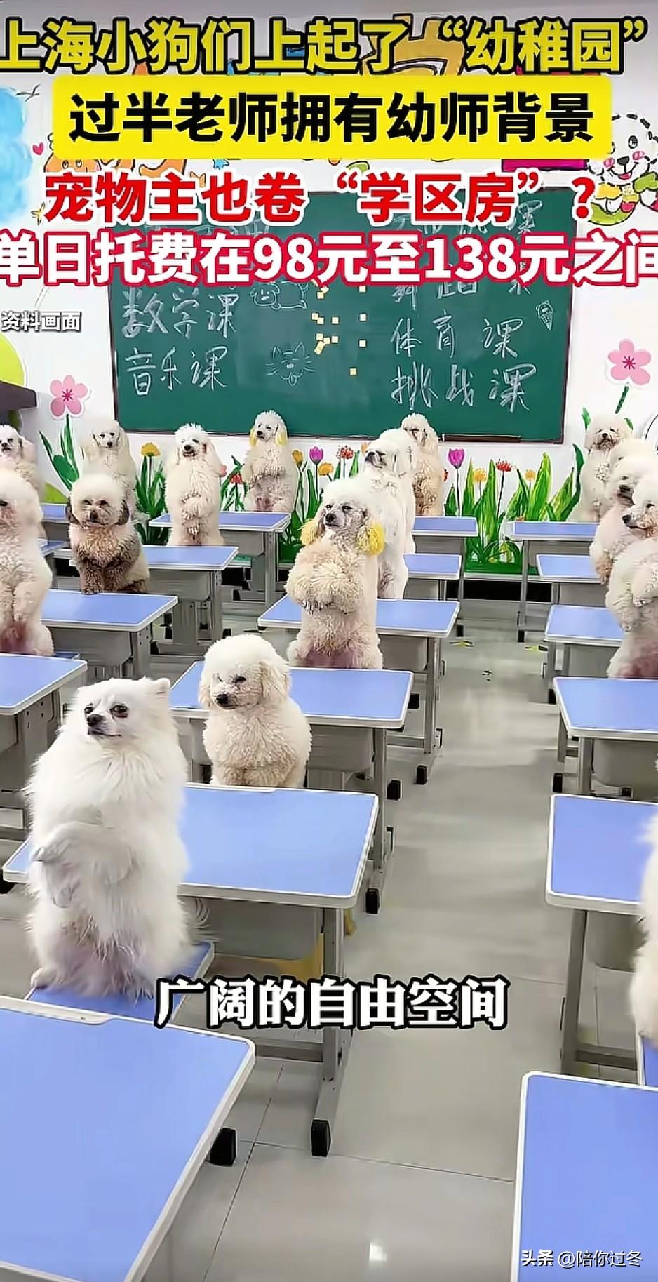 上海小狗上起了“幼稚园”！[震惊]
小狗也开始“上幼儿园了”，学费1.2万左右，