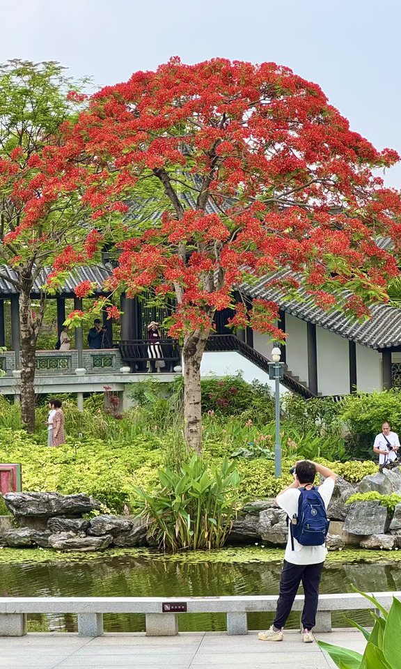 5.7live‼️广州地铁直达免费国风凤凰花海！