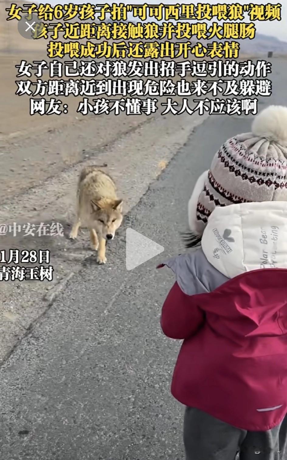妈妈带6岁娃可可西里近距离喂狼拍视频！网友却急疯了：那是狼，不是狗！这娃到底是不