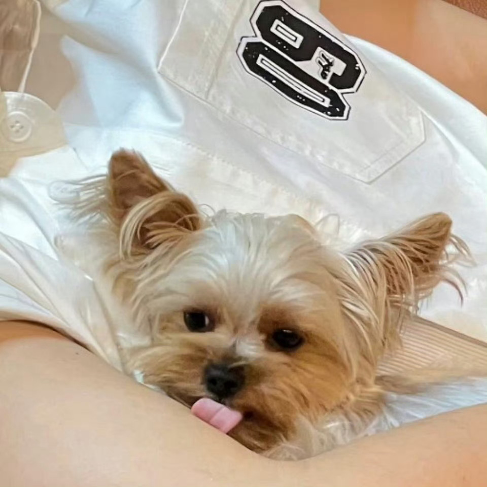 ㊗️爸比手部首席保养犬檀力球宝宝生日快乐 