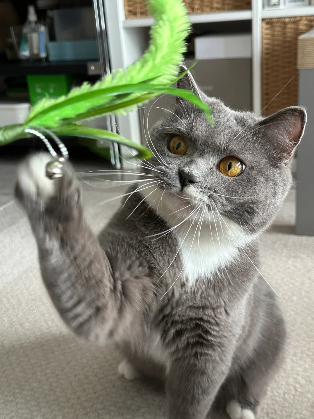 这狗尾巴草猫咪玩具我给一百分💯