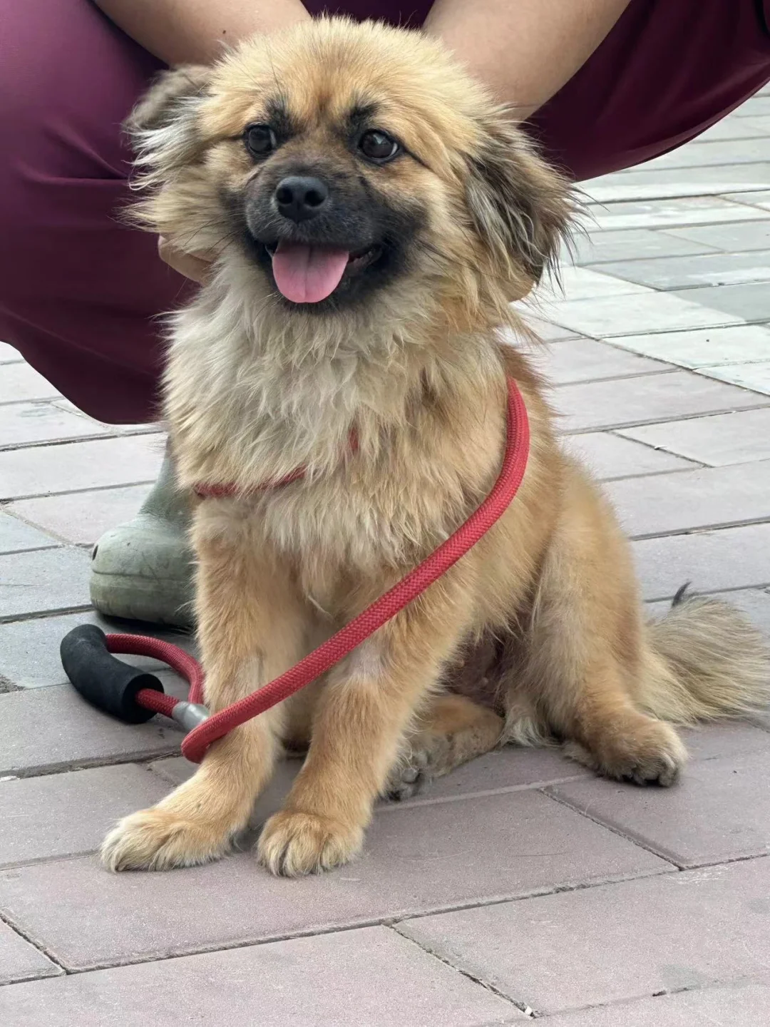 待领养：田园犬也会有家嘛