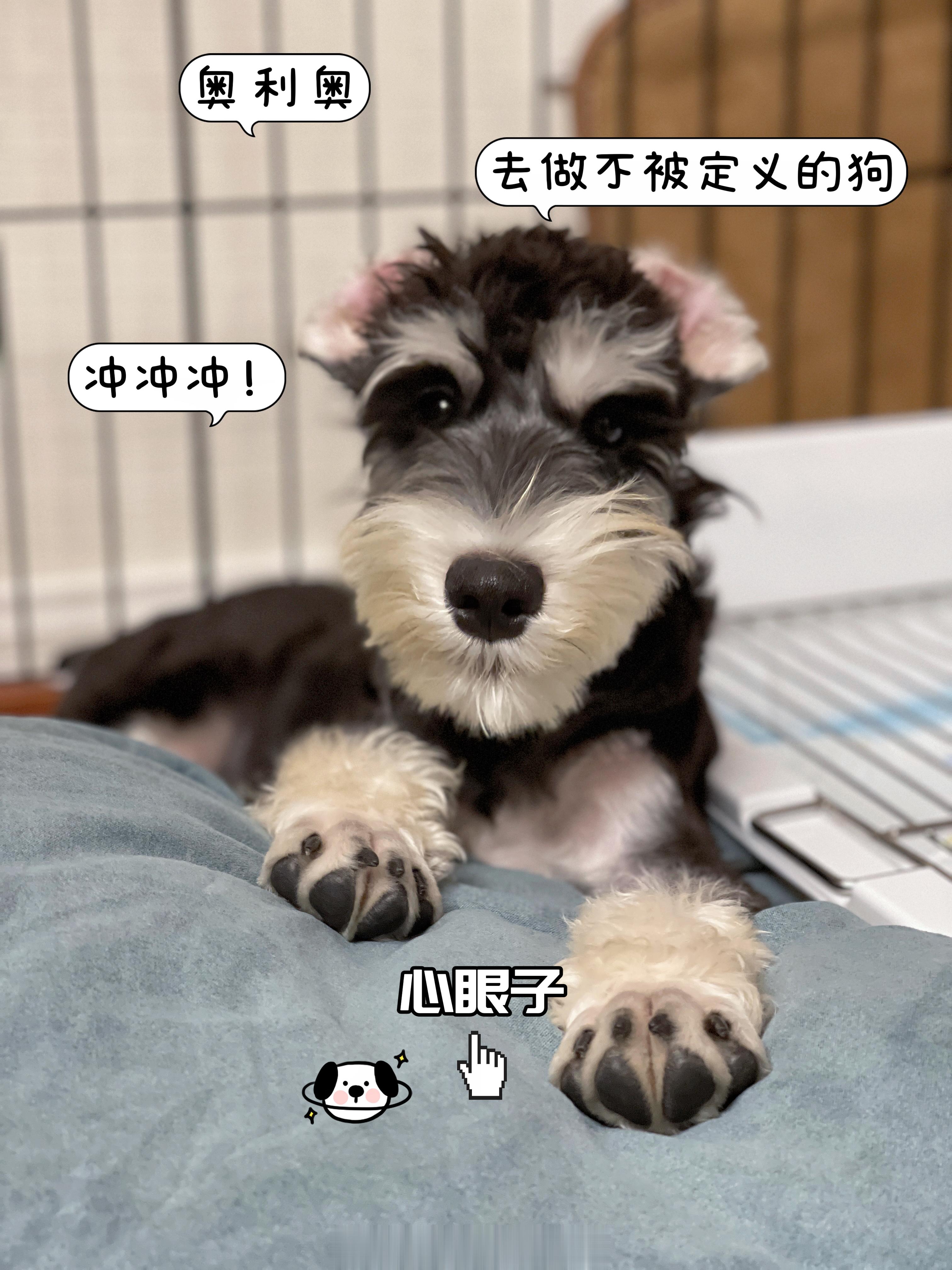 平时和Do嫂一起遛奥利奥时，奥利奥不知道是出于对这个世界的好奇，还是咋地，它经常