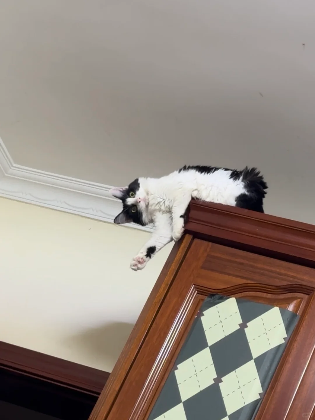 想看现实中你们养的奶牛猫 网图勿进