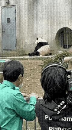 福宝，实在是太可爱了！
饲养员大叔都心疼哭了，依依不舍。