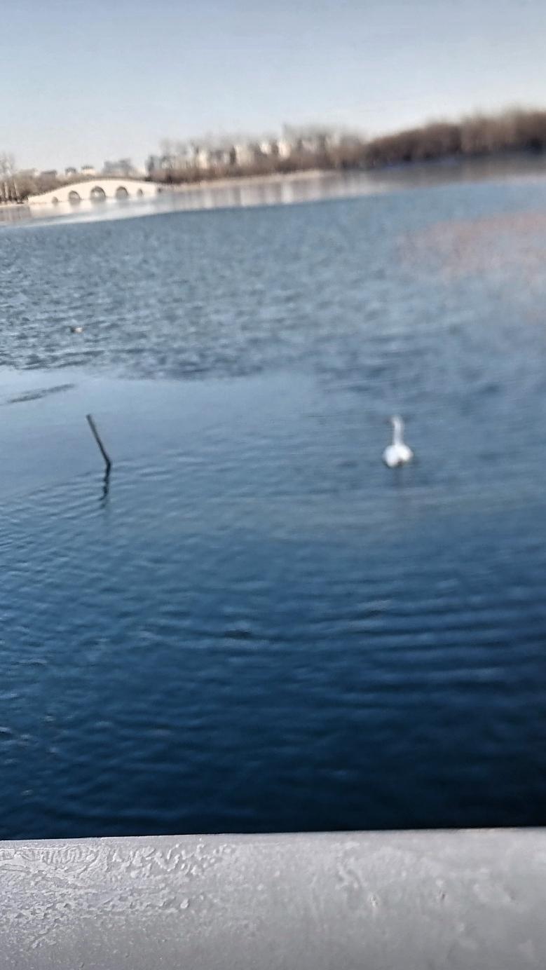 水蓝蓝，白鹅浮蓝水，红撑拔清波，悠闲自在。