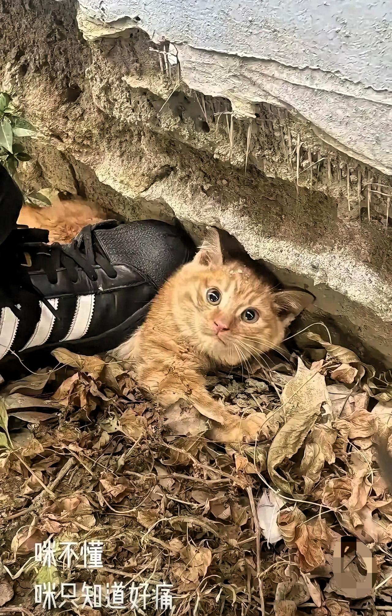 男子在公园看到一只流浪猫正在晒太阳，冲过去就用脚踩住小猫。小猫被吓住了茫然的看着