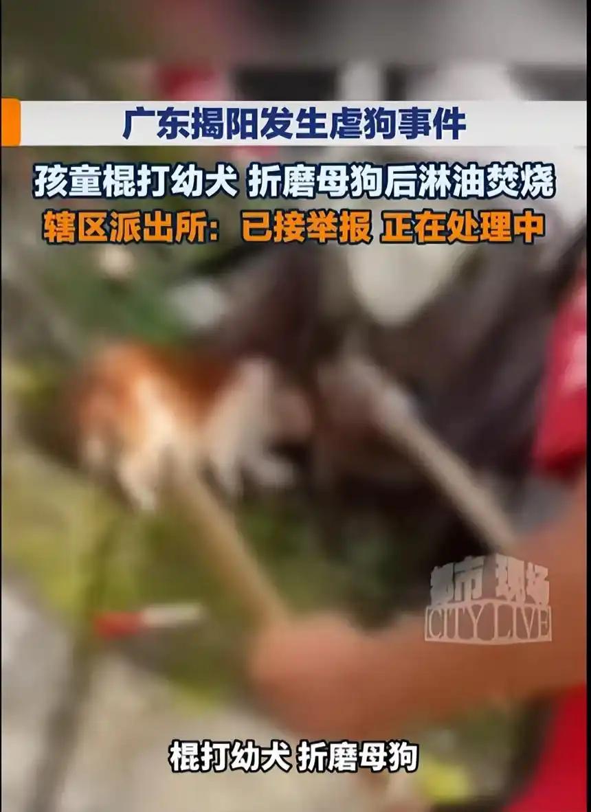 “这已经不是闹着玩了！”广东揭阳，四个未满14岁的男孩，用棍棒抽打一只流浪母狗，