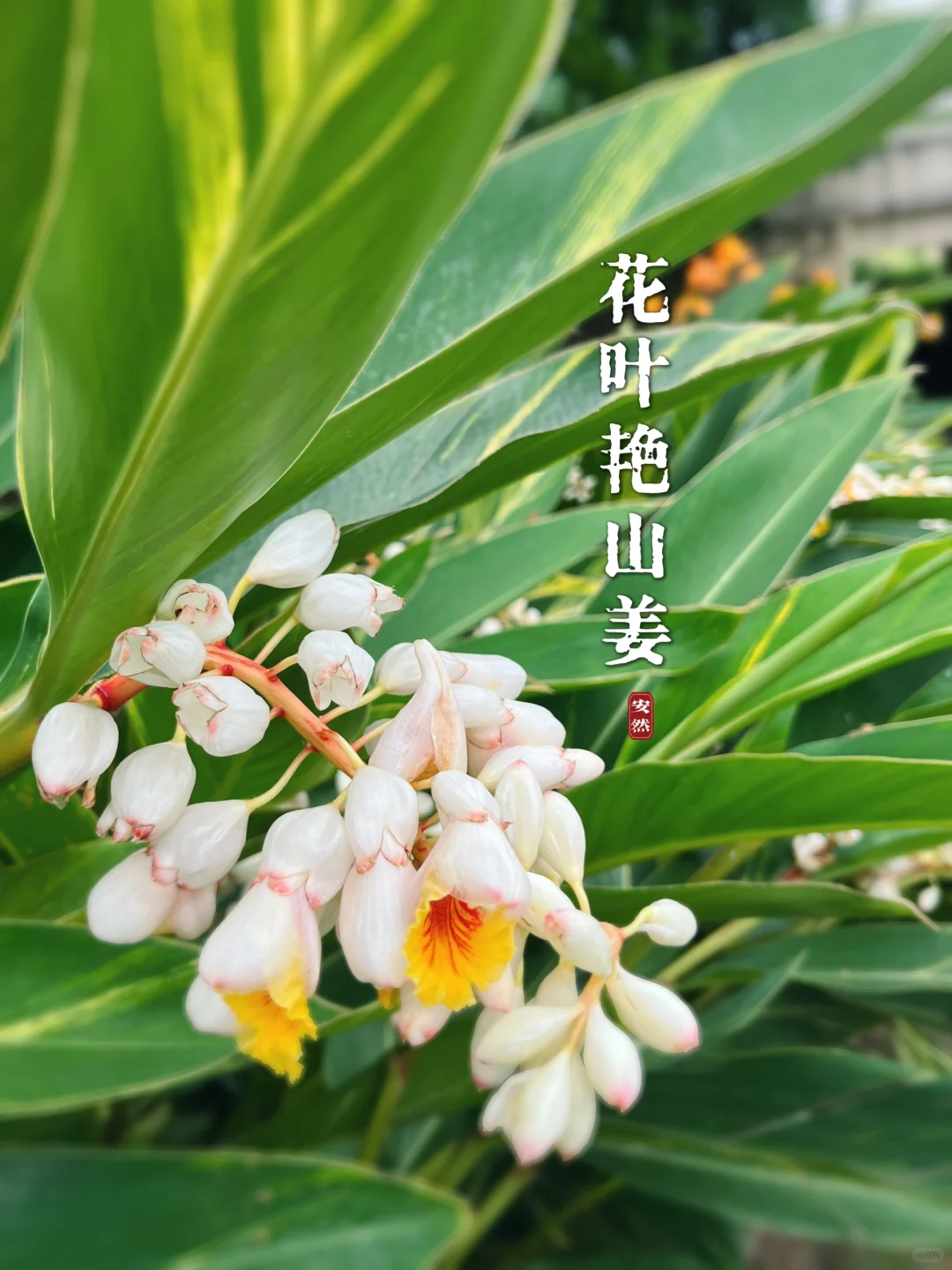 福州植物美图｜娇俏的花叶艳山姜