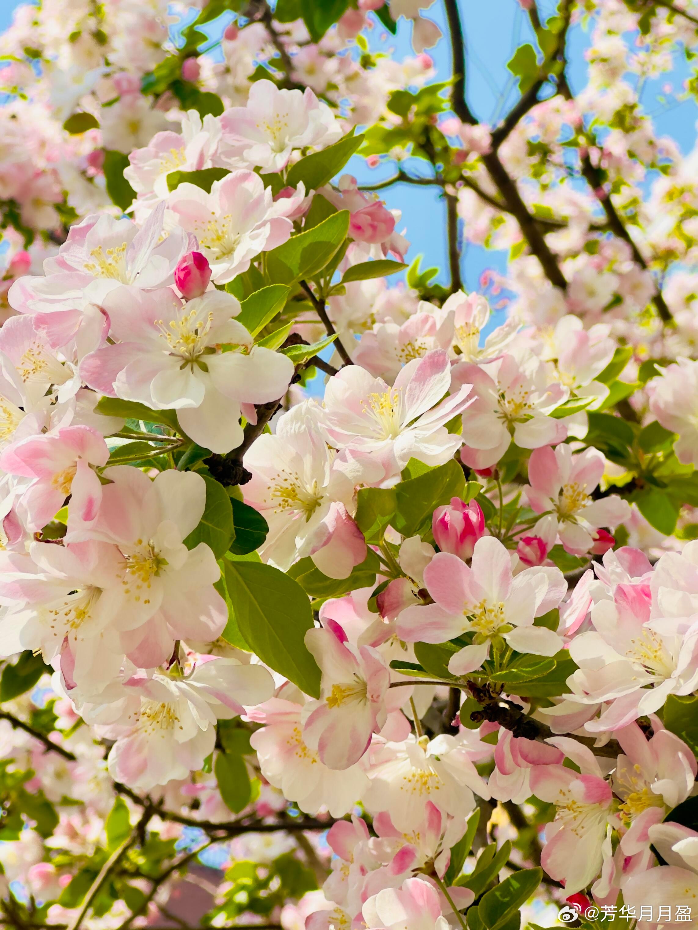 今天，你赏花了吗？🌸 