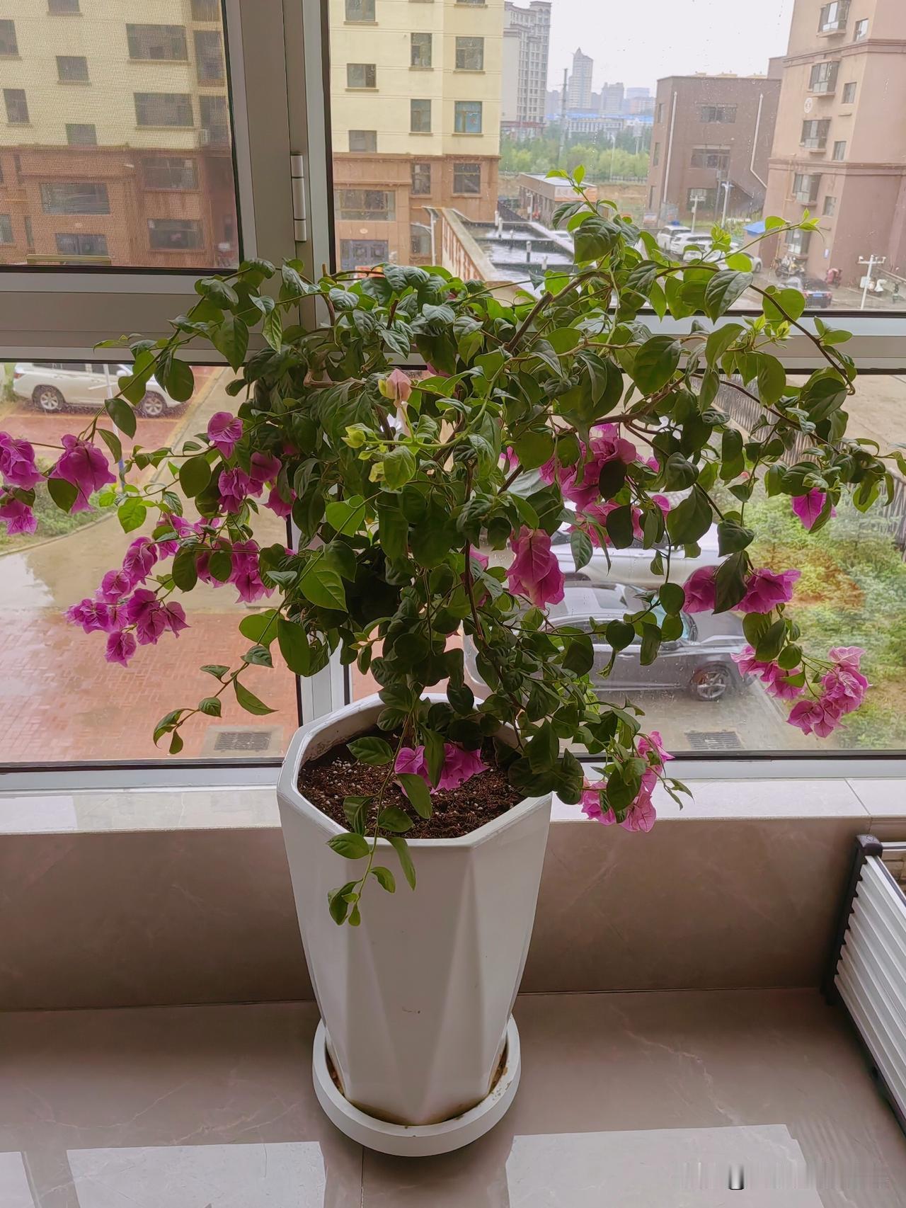外面淅淅沥沥下着雨，我站在阳台上看外面一楼邻居种的蔬菜，经过的这场雨水的浇灌，长