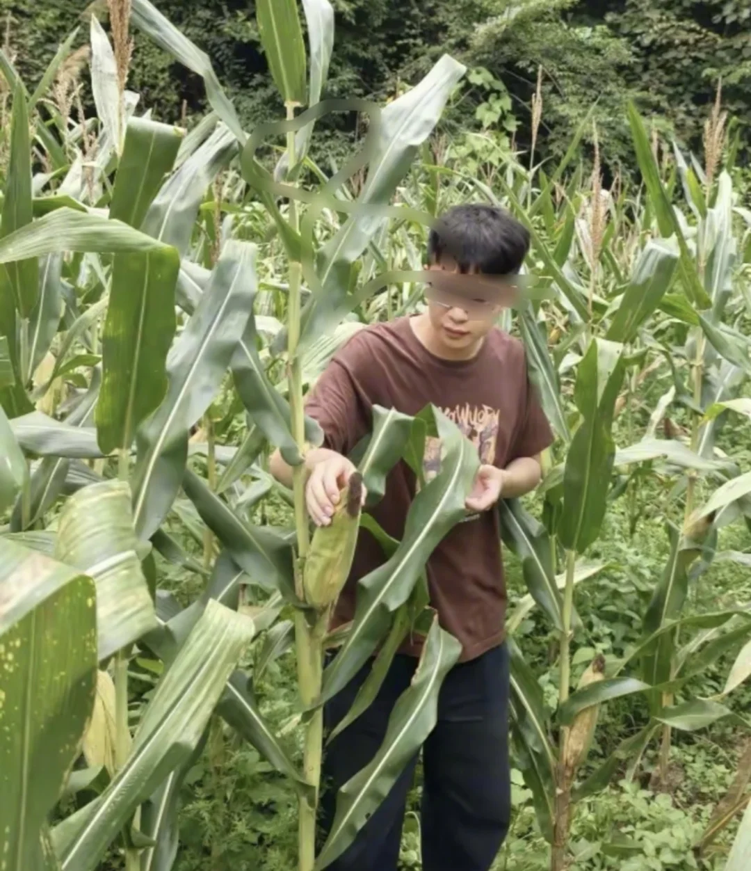 华为天才少年离职放弃百万年薪，回家卖玉米