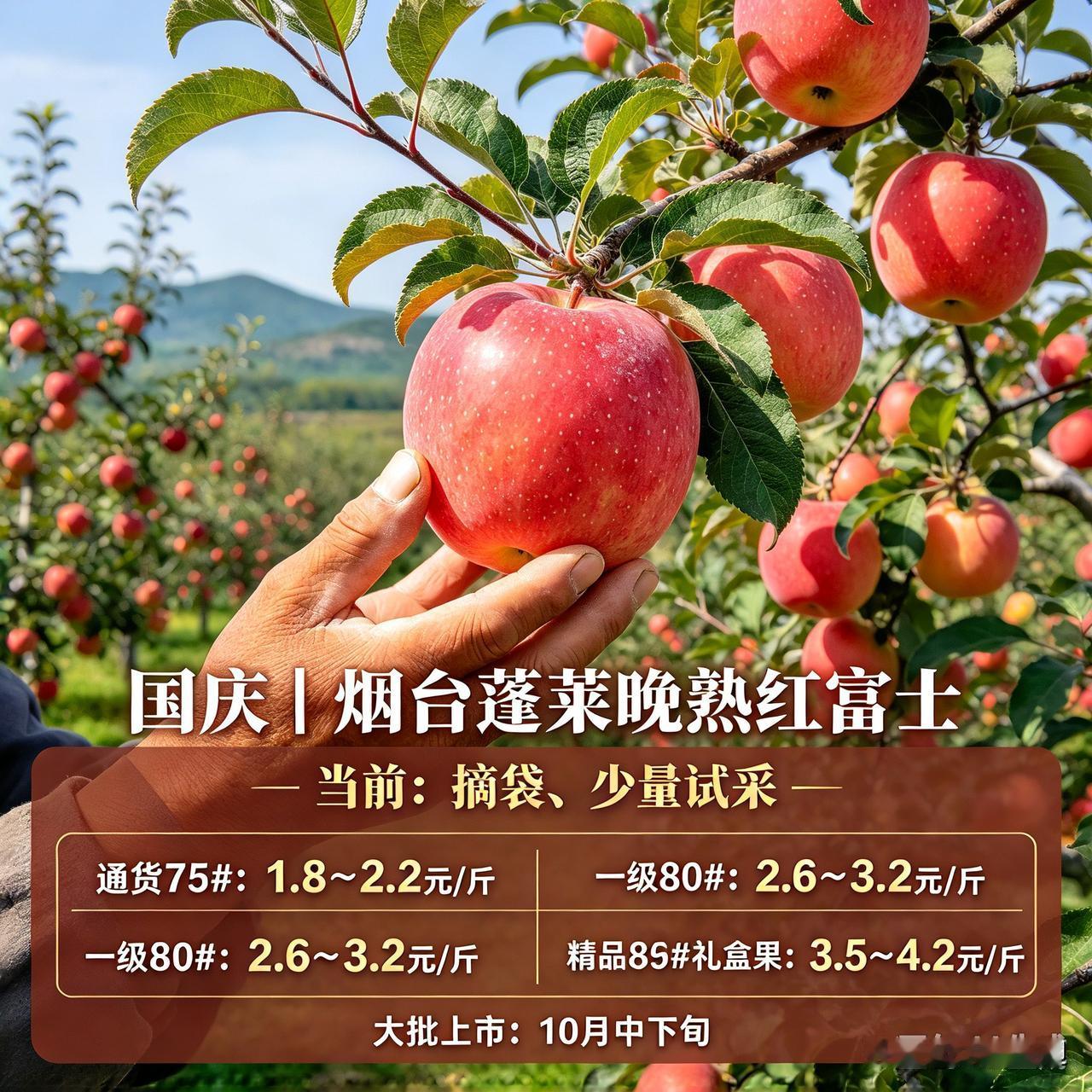 陕西洛川｜10月12日 纸袋红富士 地头收购行情
 
免责提示：行情为产地代办一