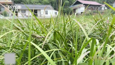 不起眼的小草是湖南灵魂香料 2000多年前，屈原在沅水边写下“沅有芷兮澧有兰”；