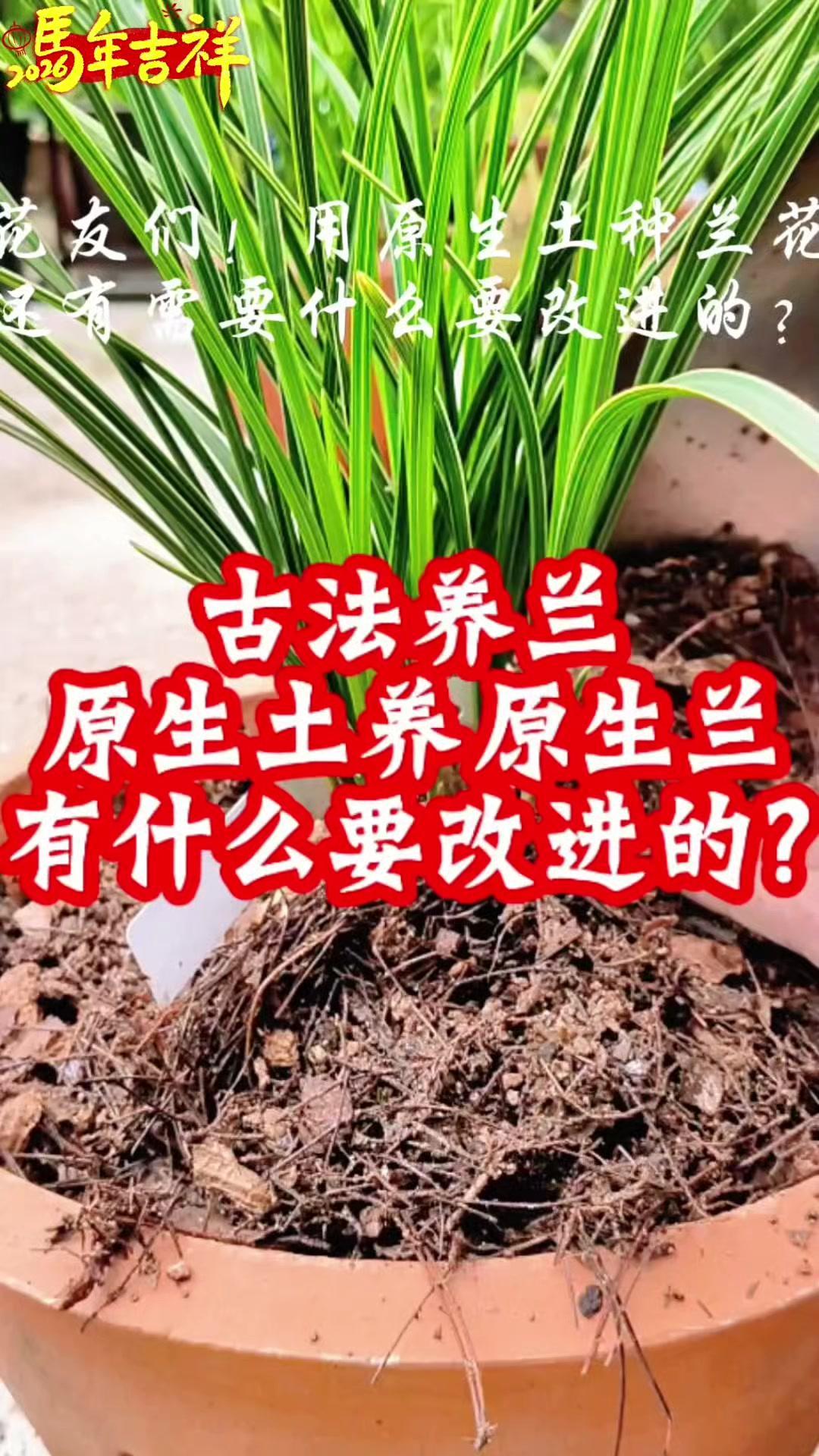🌿古华养兰真讲究！原生土配风化石古瓦盆，兰花这样种才对味～

原生土种兰，保水