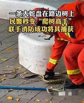 5月31日，南宁市江南区南建路一棵大树上惊现一条约两米长的水律蛇，引得路人纷纷围