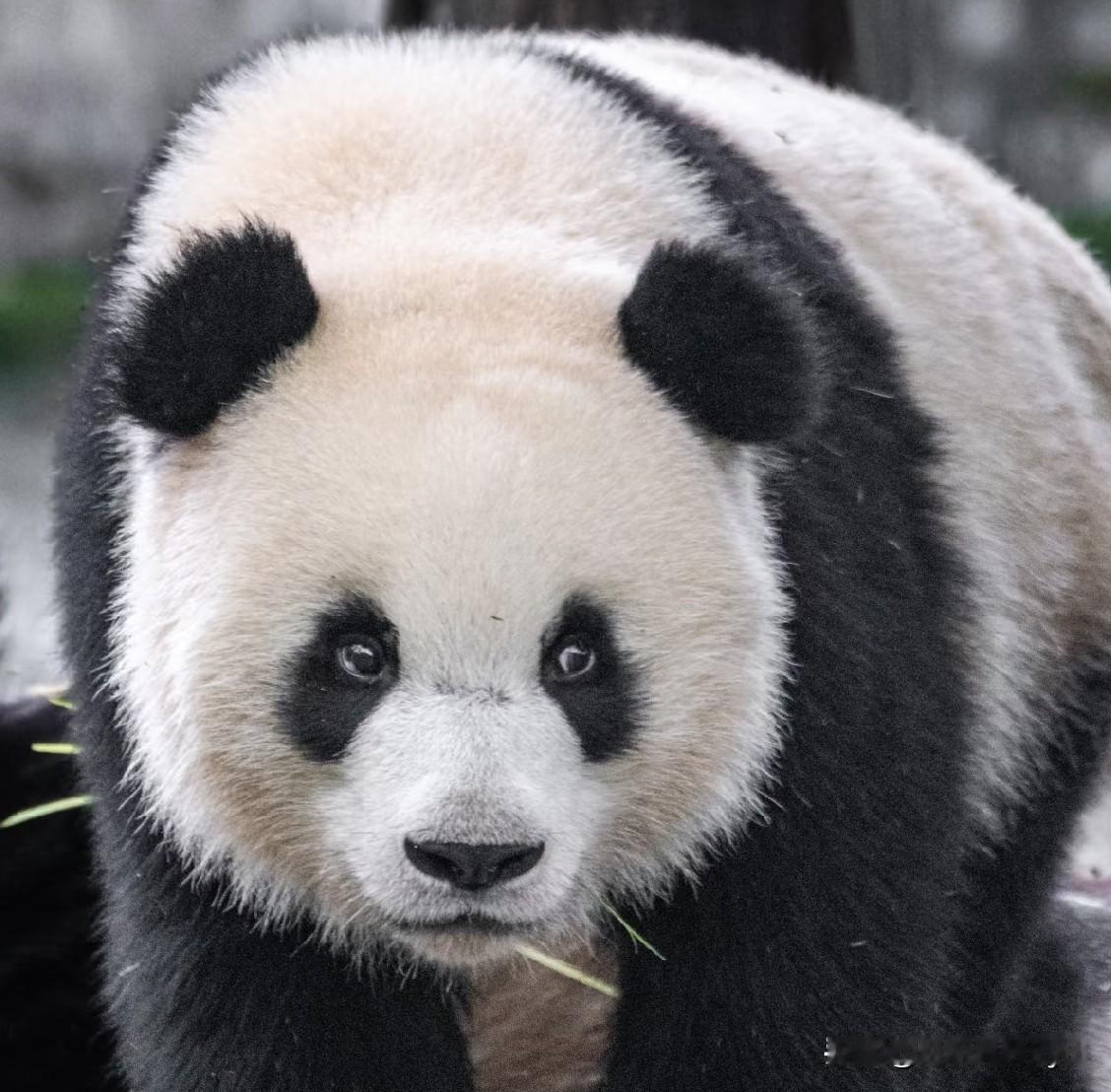 龙盼的眼神是不是太过犀利？我怎么在她的脸上看见了只有野猫才有的警惕？
龙盼的妈妈