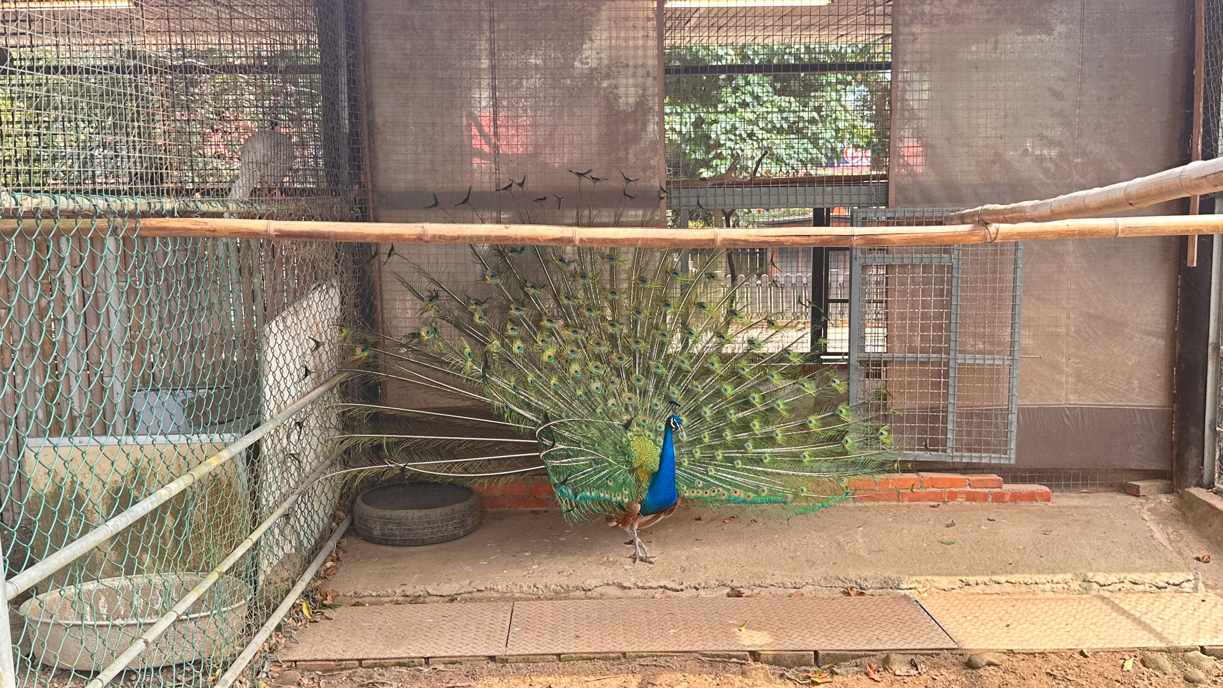 今天陪四宝春游累死我了但至少看到孔雀开屏了在这之前我先摔了，所以才能看到？（bu