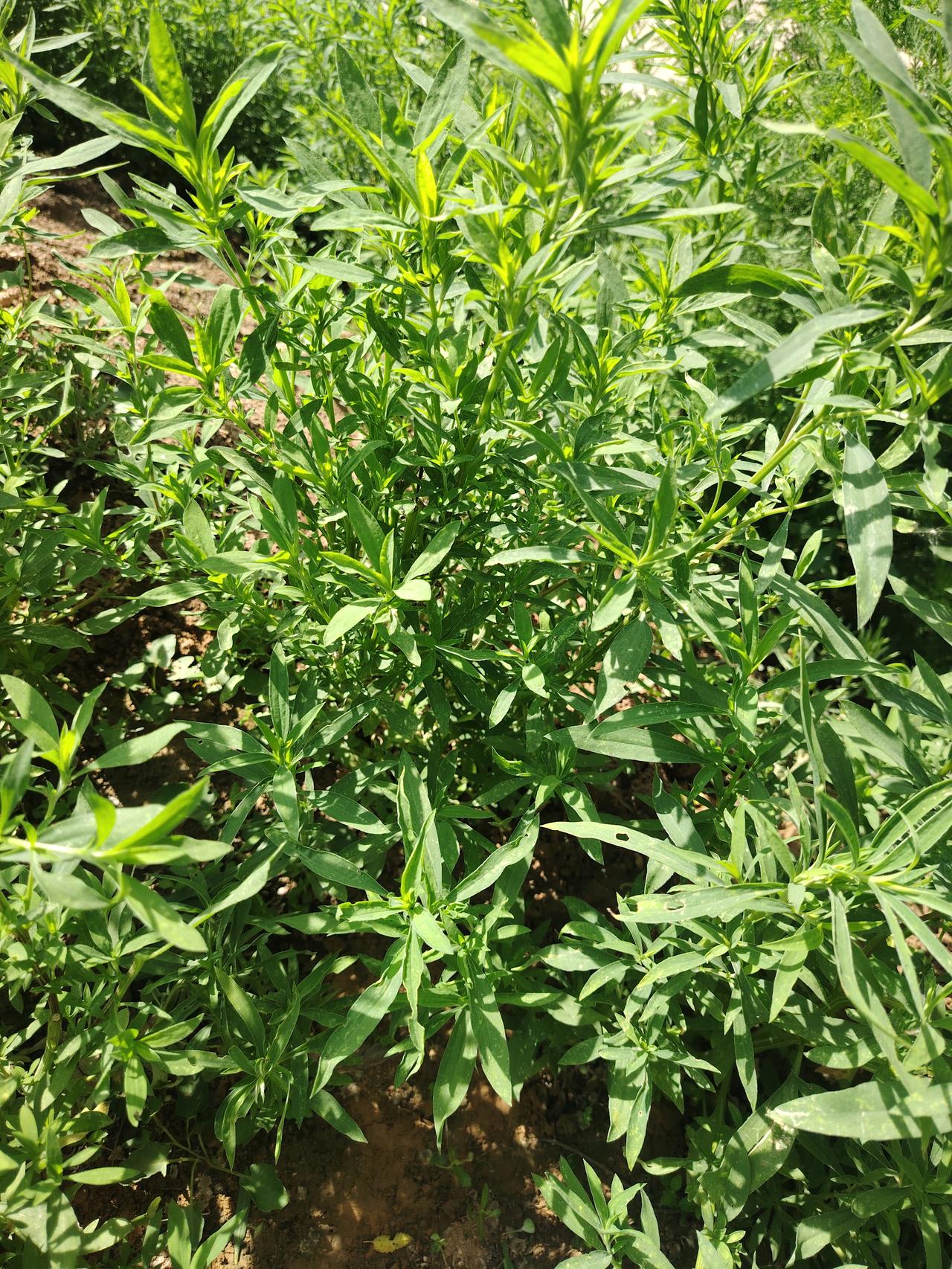 这种野菜竟然这么好吃？！不知道有多少人认识它？！[机智][机智][机智]

农村