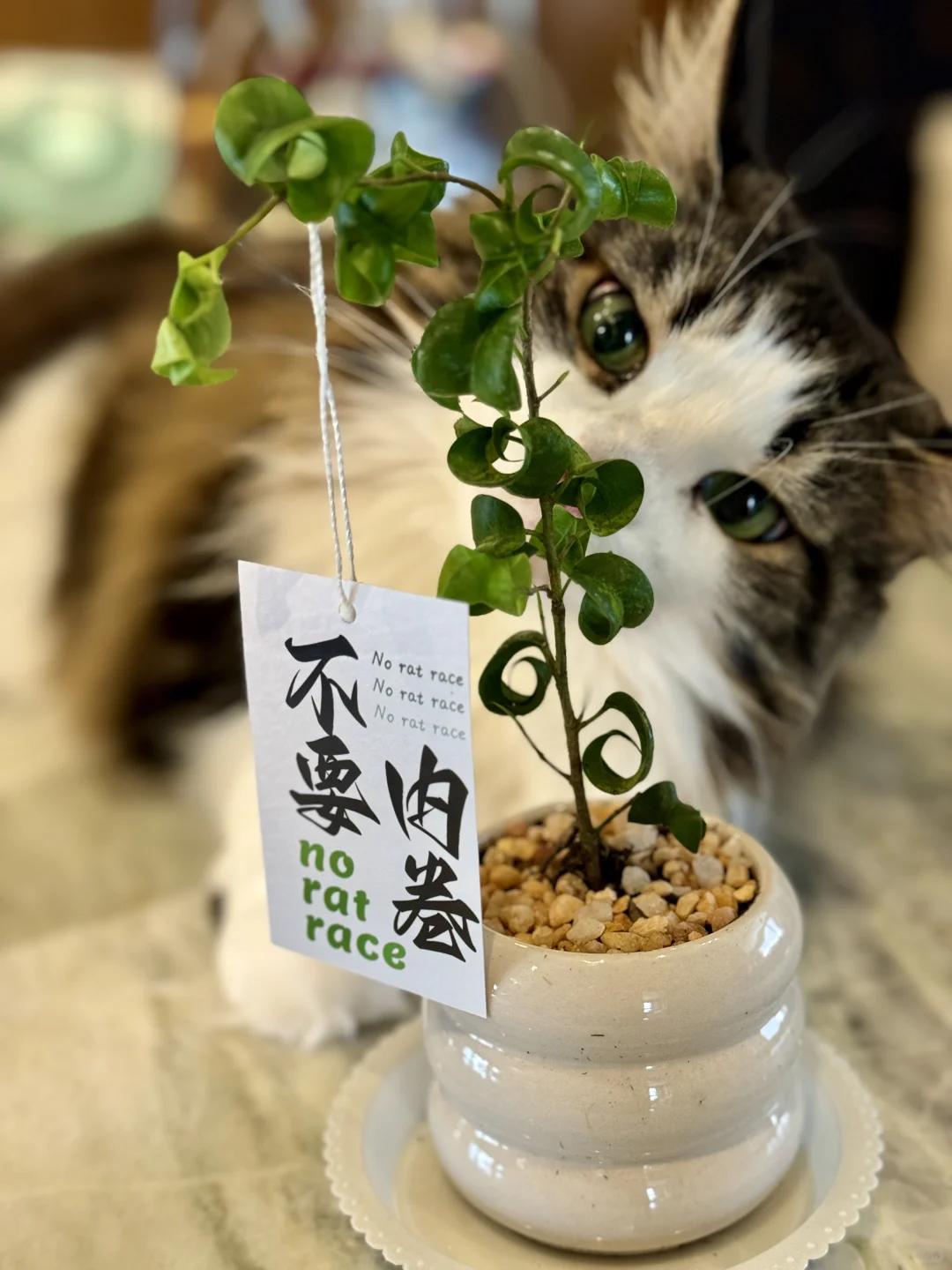 买菜顺带买个卷福