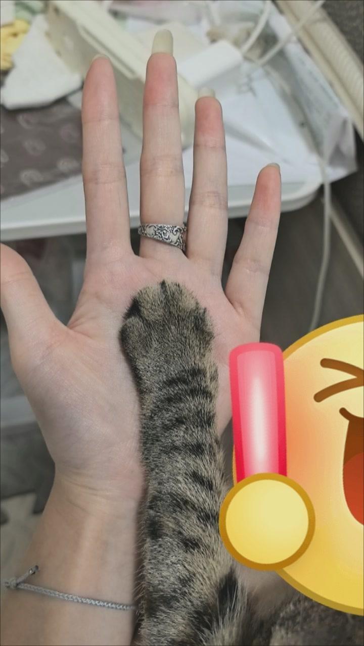 好喜欢小猫爪爪 ​​​