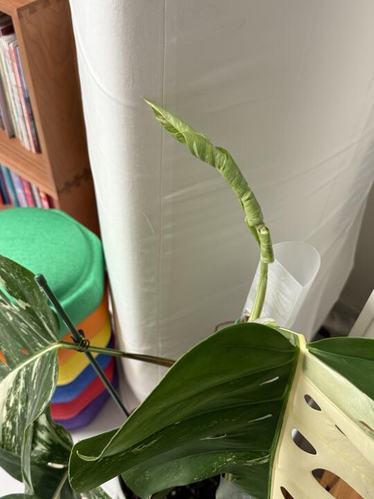 春天来了，植物开始疯长了