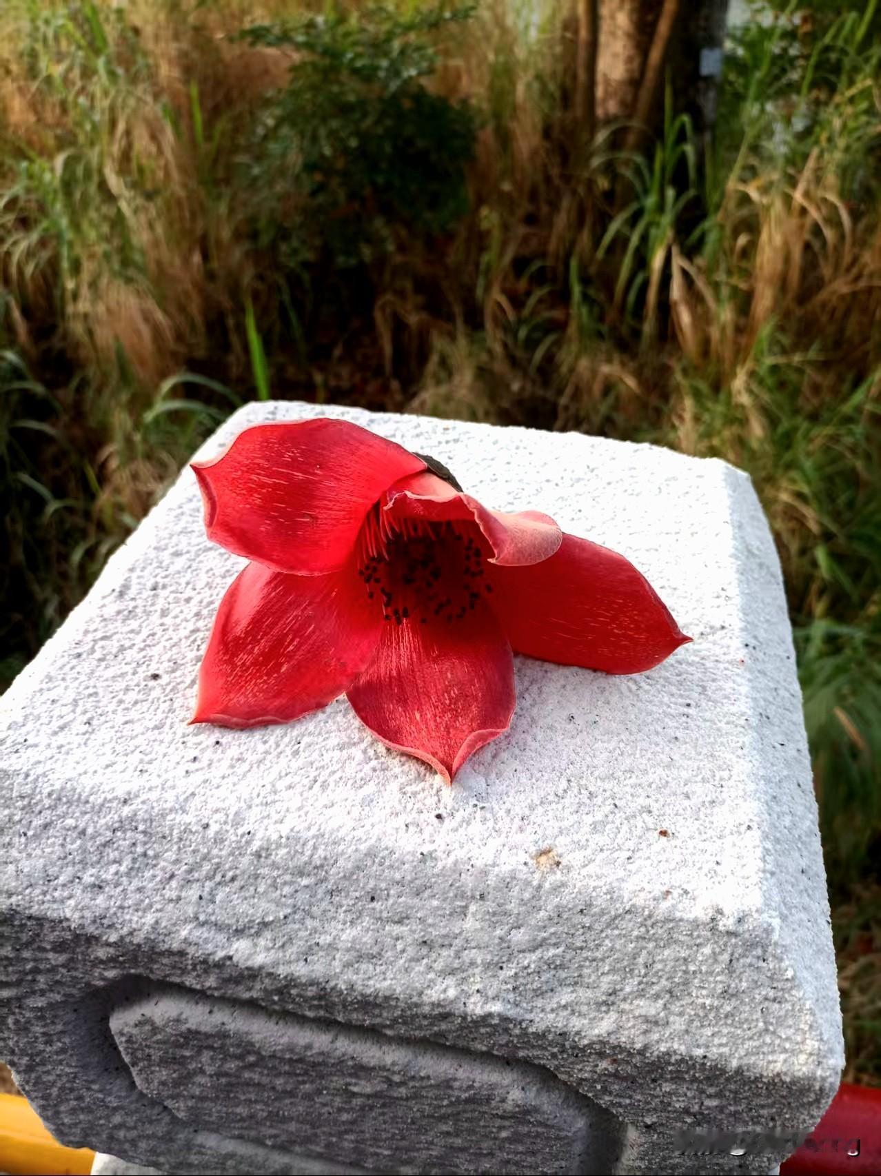 说一个在欧洲和美国的圣母心泛滥的后果。请务必记住，千万不要在欧洲和美国喂养流浪猫