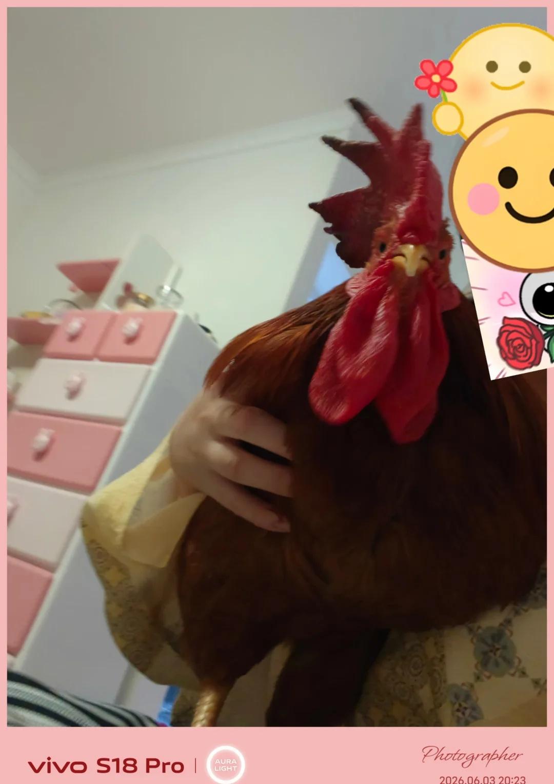 两只小鸡今晚又要陪人人试新衣服拍照😊
任务完成！睡觉💤养鸡日记 🐥小鸡 宠