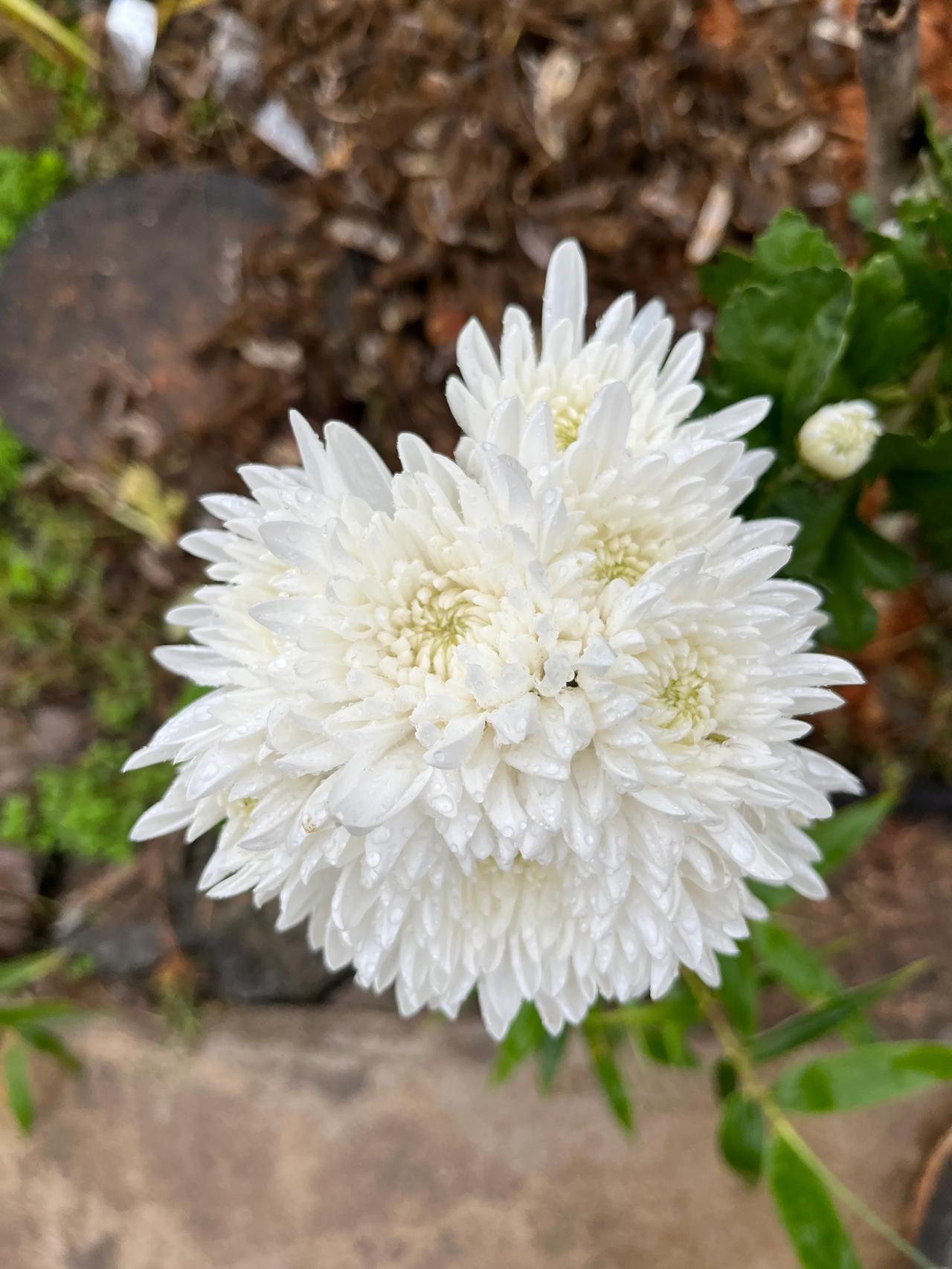 唯有菊花白