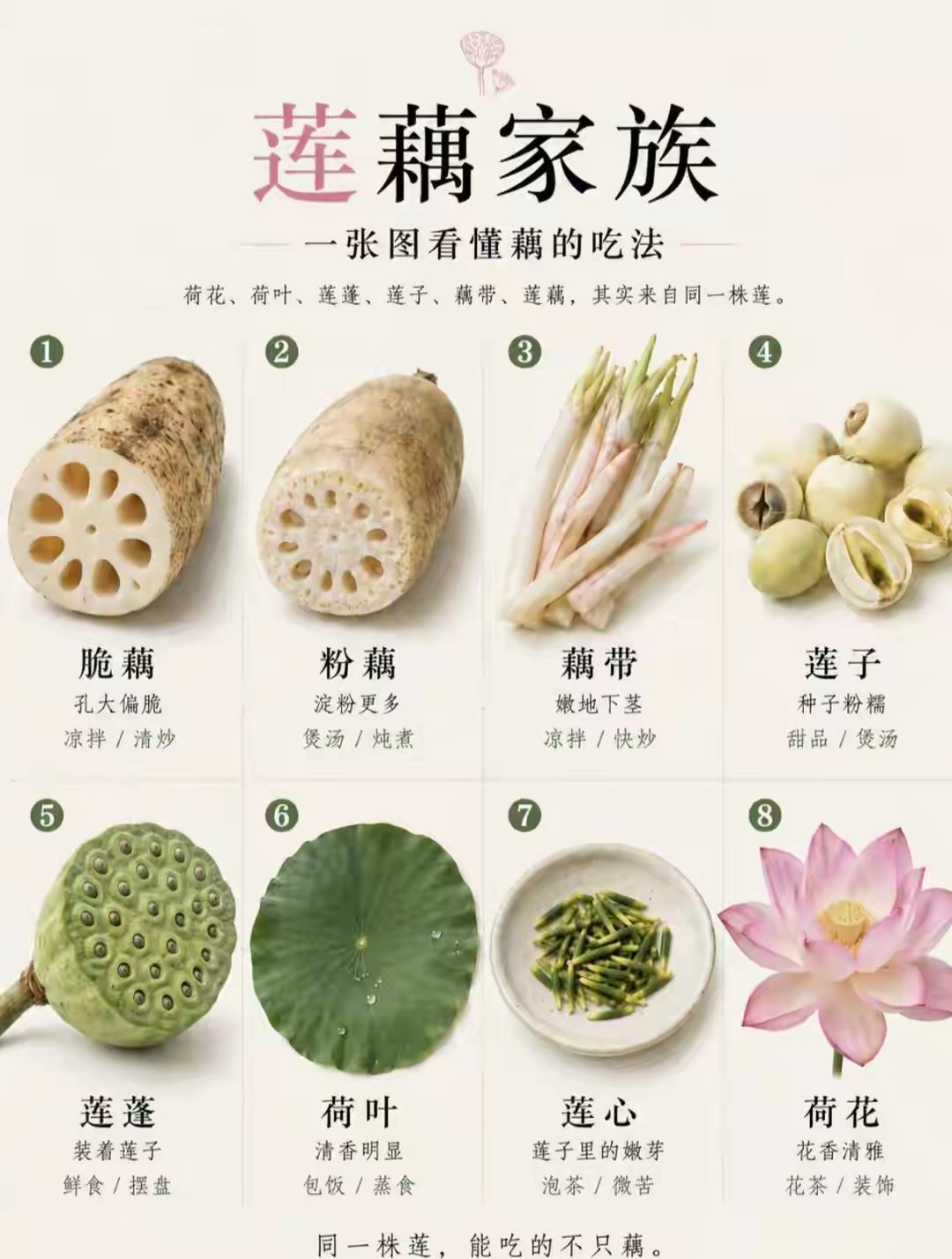 莲藕 