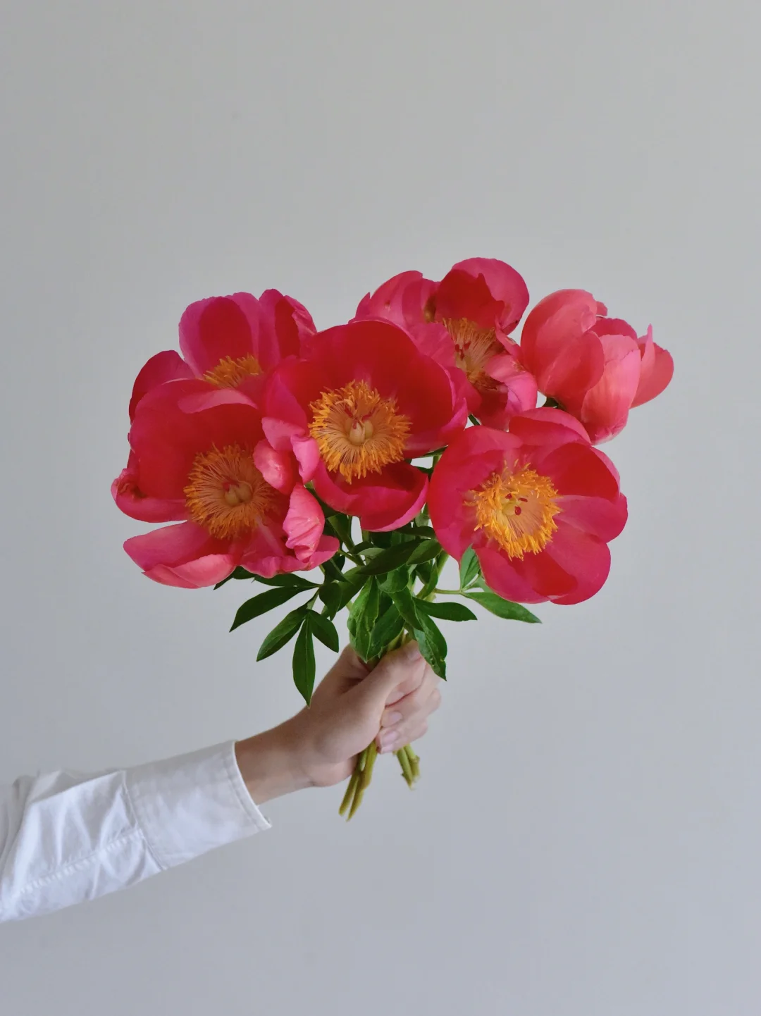 芍药·珊瑚海棠