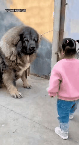 笑不活了！小妹妹单挑巨型大狗，气场直接碾压，狗子秒变乖乖崽
 
真的要被这一幕笑