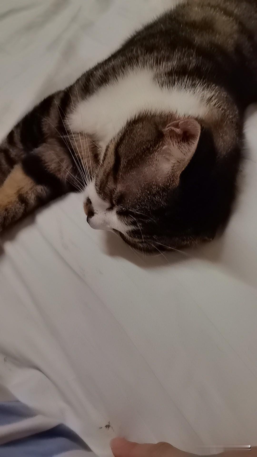 夏日生活打卡季可爱猫。