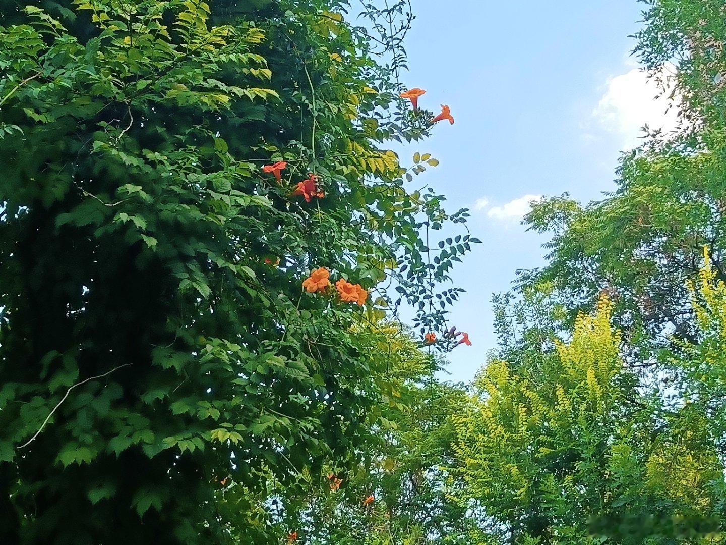 手机摄影[超话] 无数个春夏秋冬都有翻越千山万水的念想，能乘云随风看岁月灿烂美好