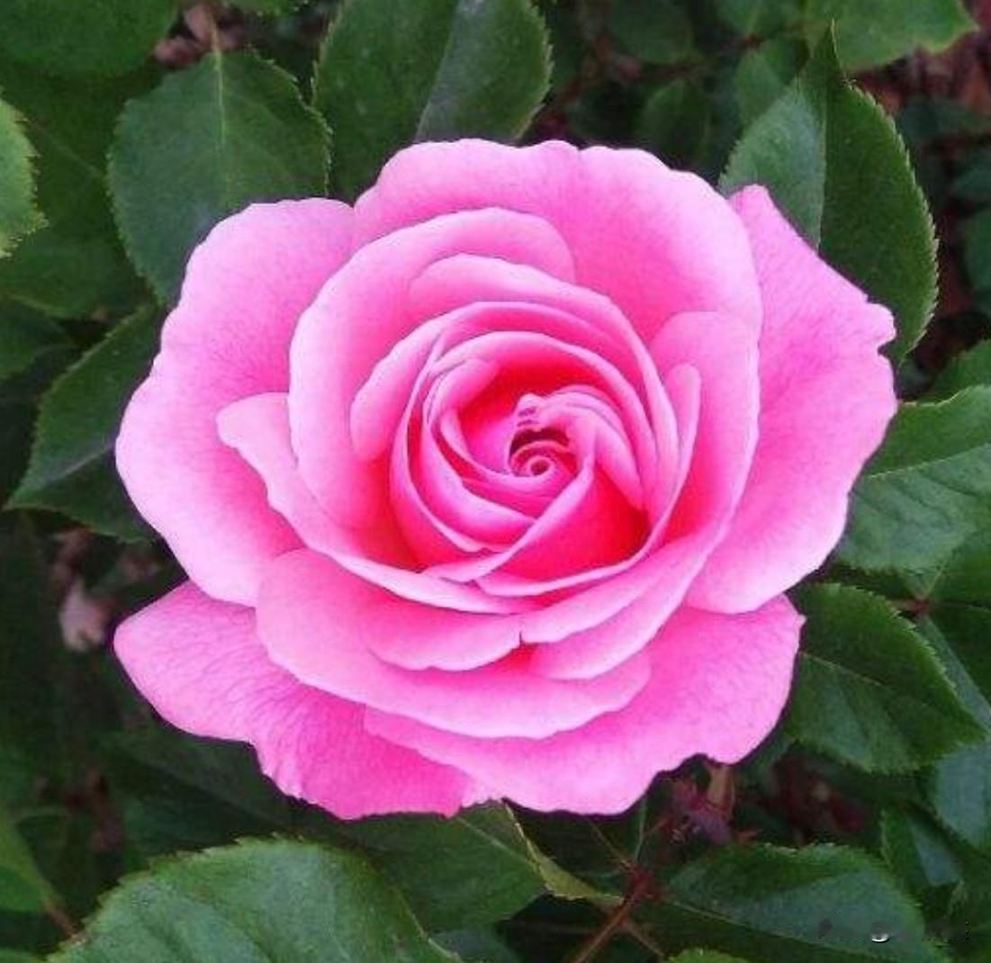 朋友们看看我今拍的月季花怎么样？期待朋友鉴赏[比心]