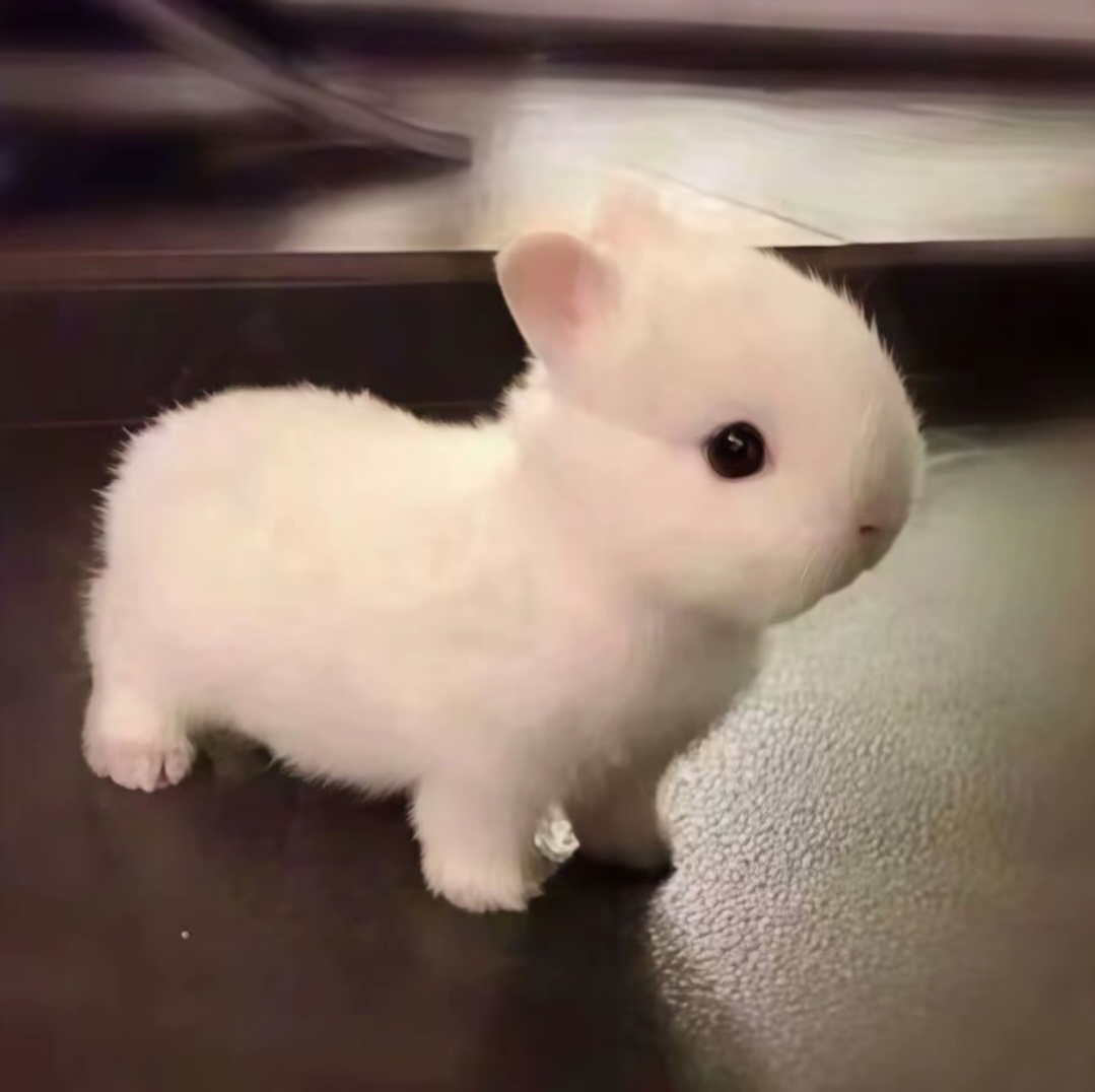 🐰 