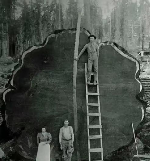 1891年，美国数十名伐木工，用了8天时间，砍倒了一棵100米高的千年红杉树，而