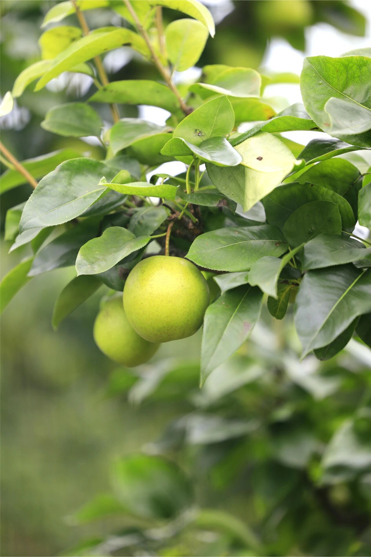 梨的种植方法一、土壤与环境：梨适宜种植在土层深厚、肥沃、排水良好的土壤中。光照要